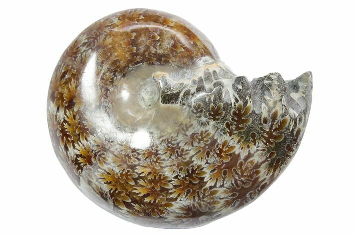 Polished Ammonite (Phylloceras) Fossil - Madagascar #349780